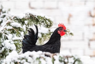 Chicken in the snowy backyards