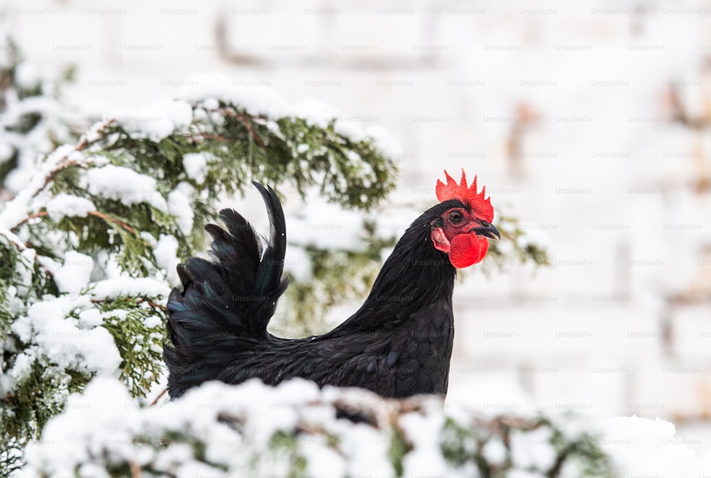 Chicken in the snowy backyards