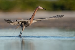 Reddish egret in Northern Florida