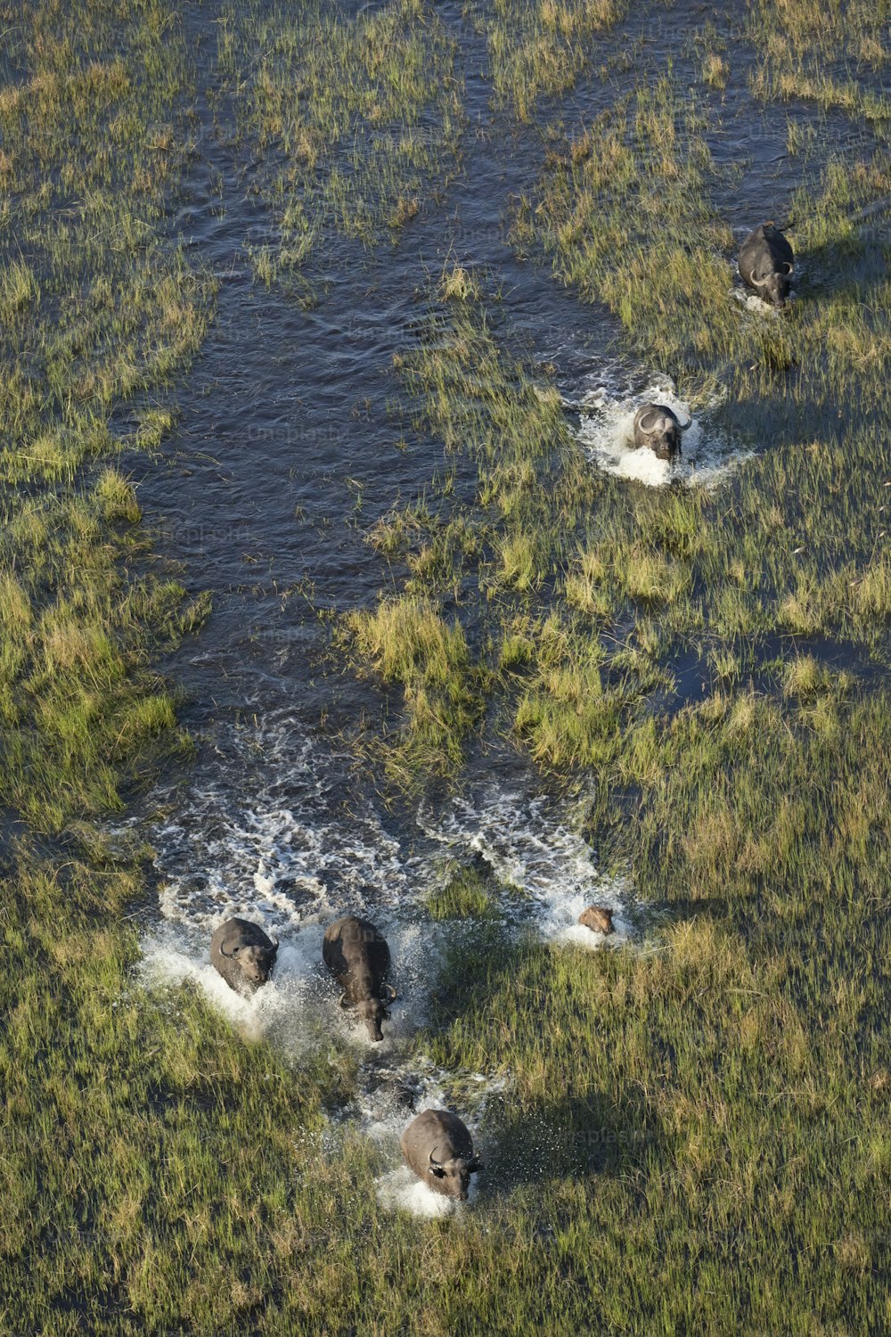 Troupeau de buffles dans le delta de l’Okavango