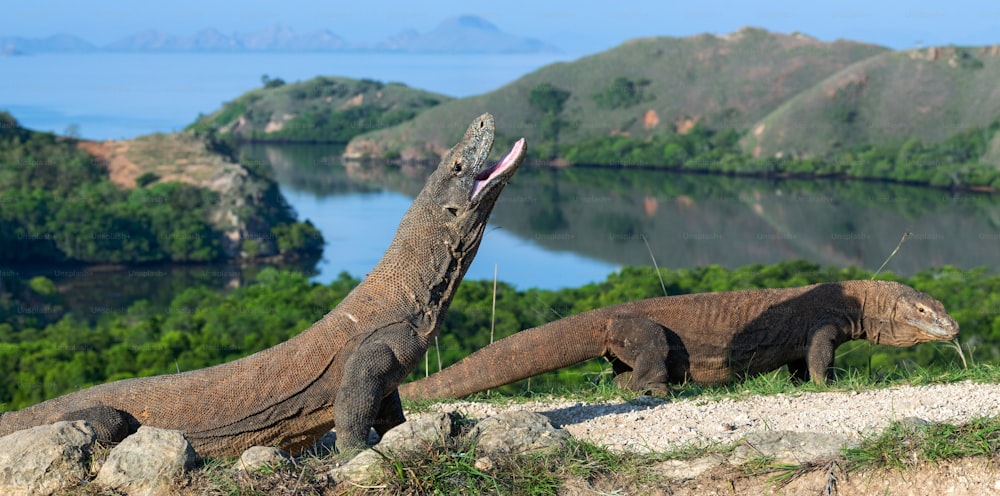 El dragón de Komodo con la boca abierta. El lagarto vivo más grande del mundo. Nombre científico: Varanus komodoensis. Hábitat natural, Isla Rinca. Indonesia.