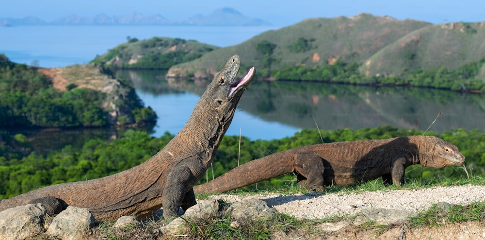 The Komodo dragon with open mouth. Biggest living lizard in the world. Scientific name: Varanus komodoensis. Natural habitat, Island Rinca. Indonesia.