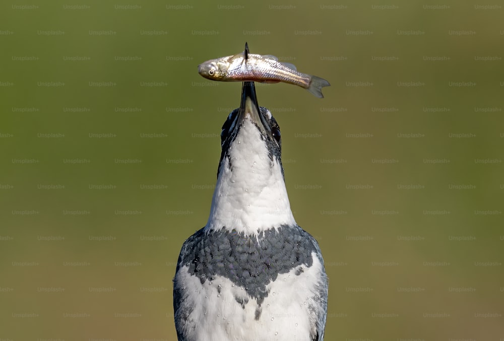 Un martin pescatore cinturato in Florida