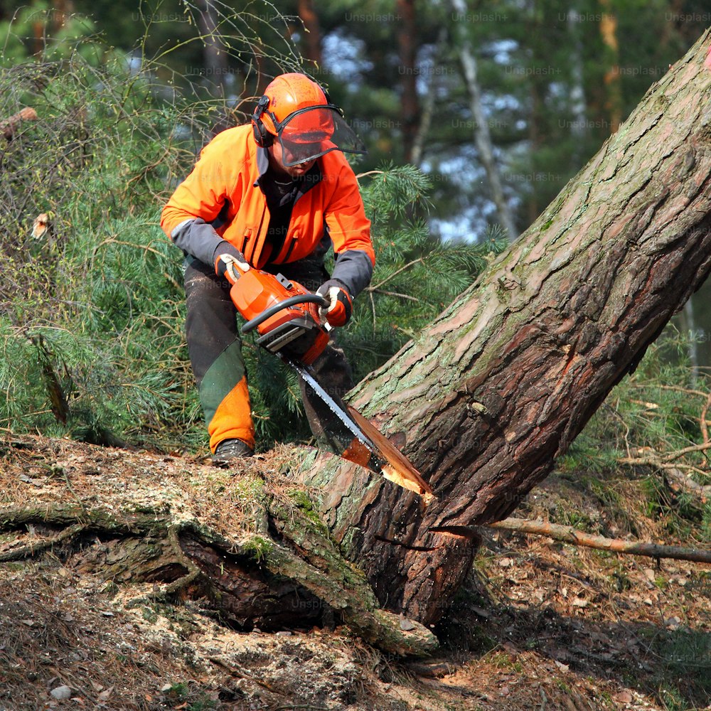 Il boscaiolo che lavora in una foresta. Raccolta del legname. Legna da ardere come fonte di energia rinnovabile. Tema dell'agricoltura e della silvicoltura. Persone al lavoro.