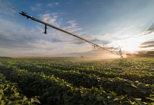 Système d’irrigation arrosant une culture de soja au champ