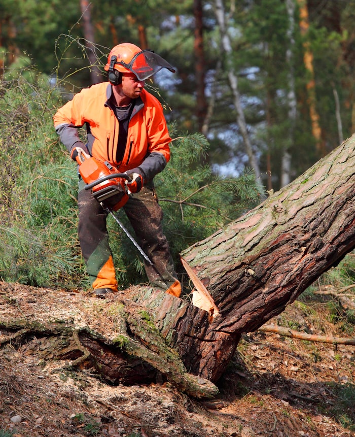 Fire mitigation work Colorado