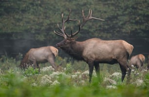 An elk in Pennsylvania