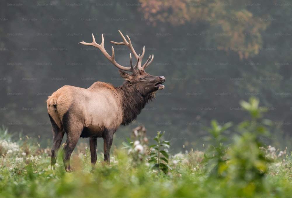 An elk in Pennsylvania