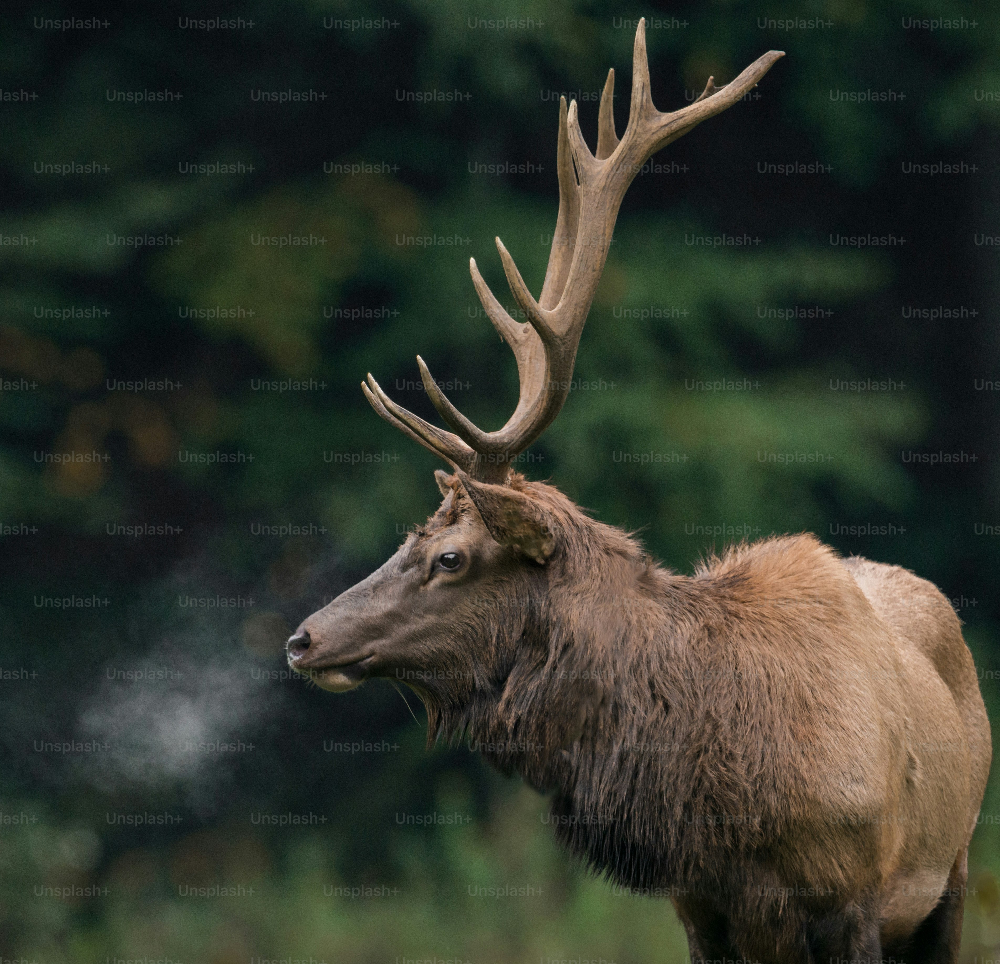An elk in Pennsylvania