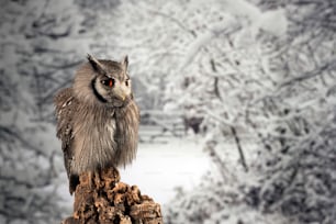 Beautiful portrait of Southern White Faced Owl Ptilopsis Granti in studio setting with snowy Winter background