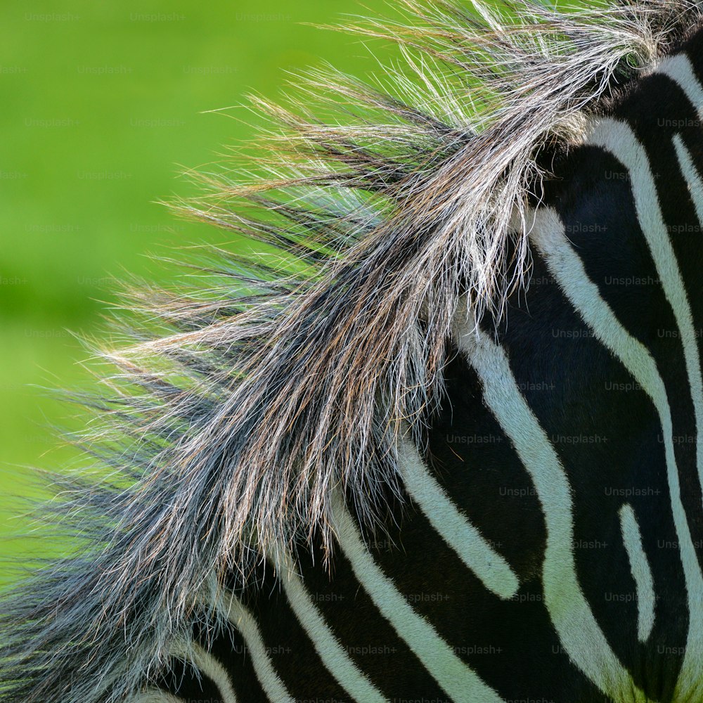 Beautiful intimate close up detail of Chapman's Zebra Equus Quagga Chapmani mane
