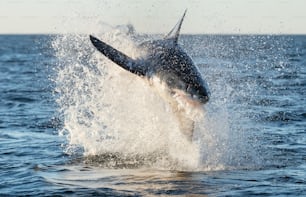 Breaching Great White Shark. Front view, Scientific name: Carcharodon carcharias. South Africa