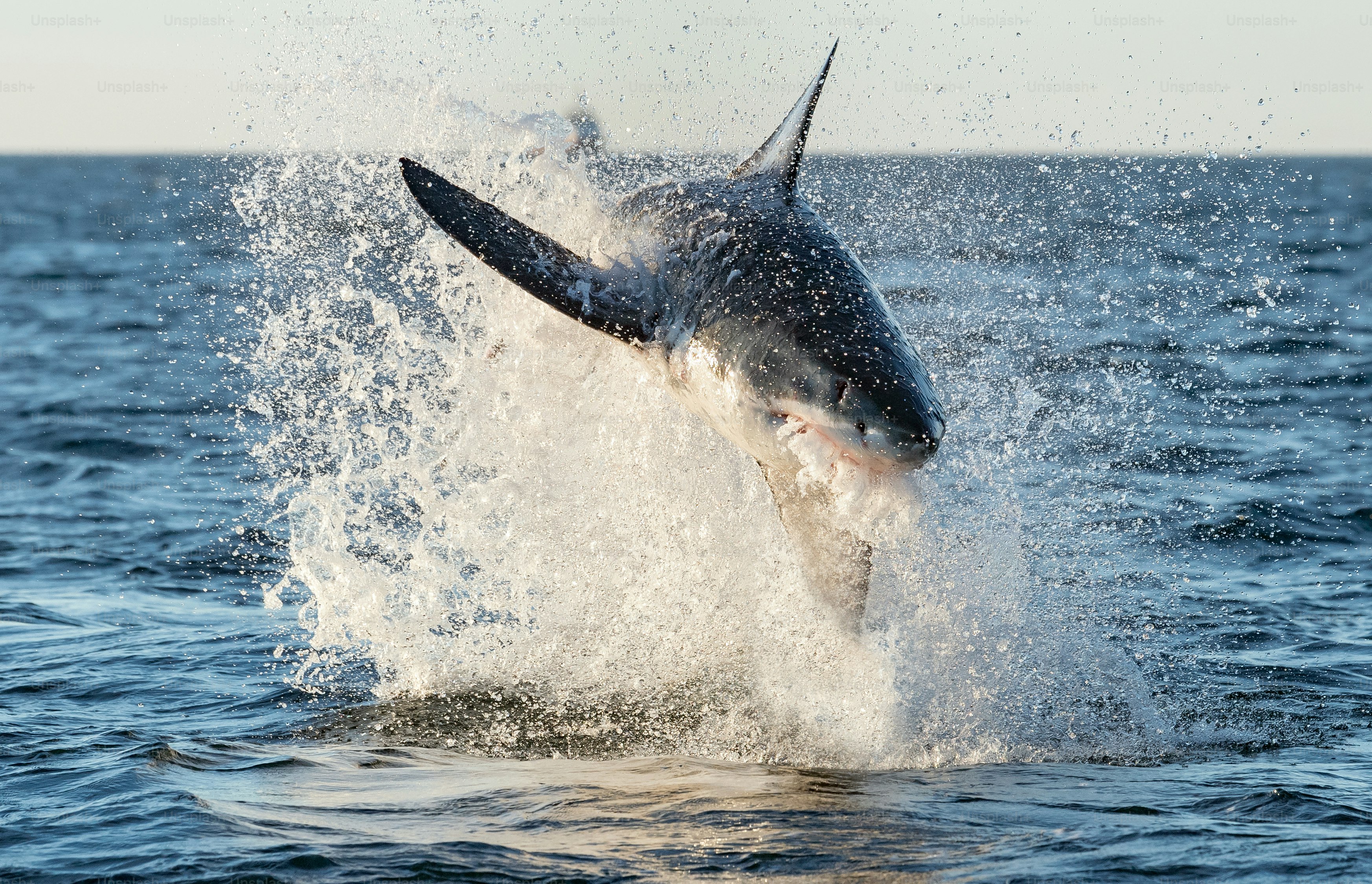 RELAX! These are just photos. (disclaimer: Unsplash's  shark photos are so beautifully composed and pristinely clear that some mistake them for the real thing). Access our massive selection of over 500 shark images and use them however you see fit, totally free!