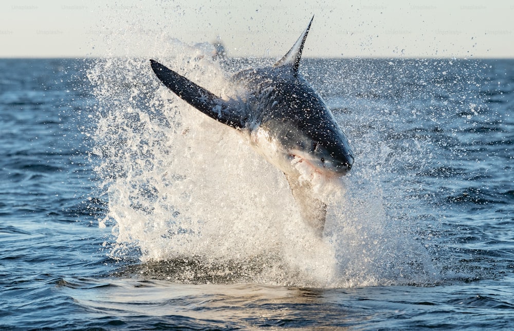 Breaching Great White Shark. Front view, Scientific name: Carcharodon carcharias. South Africa