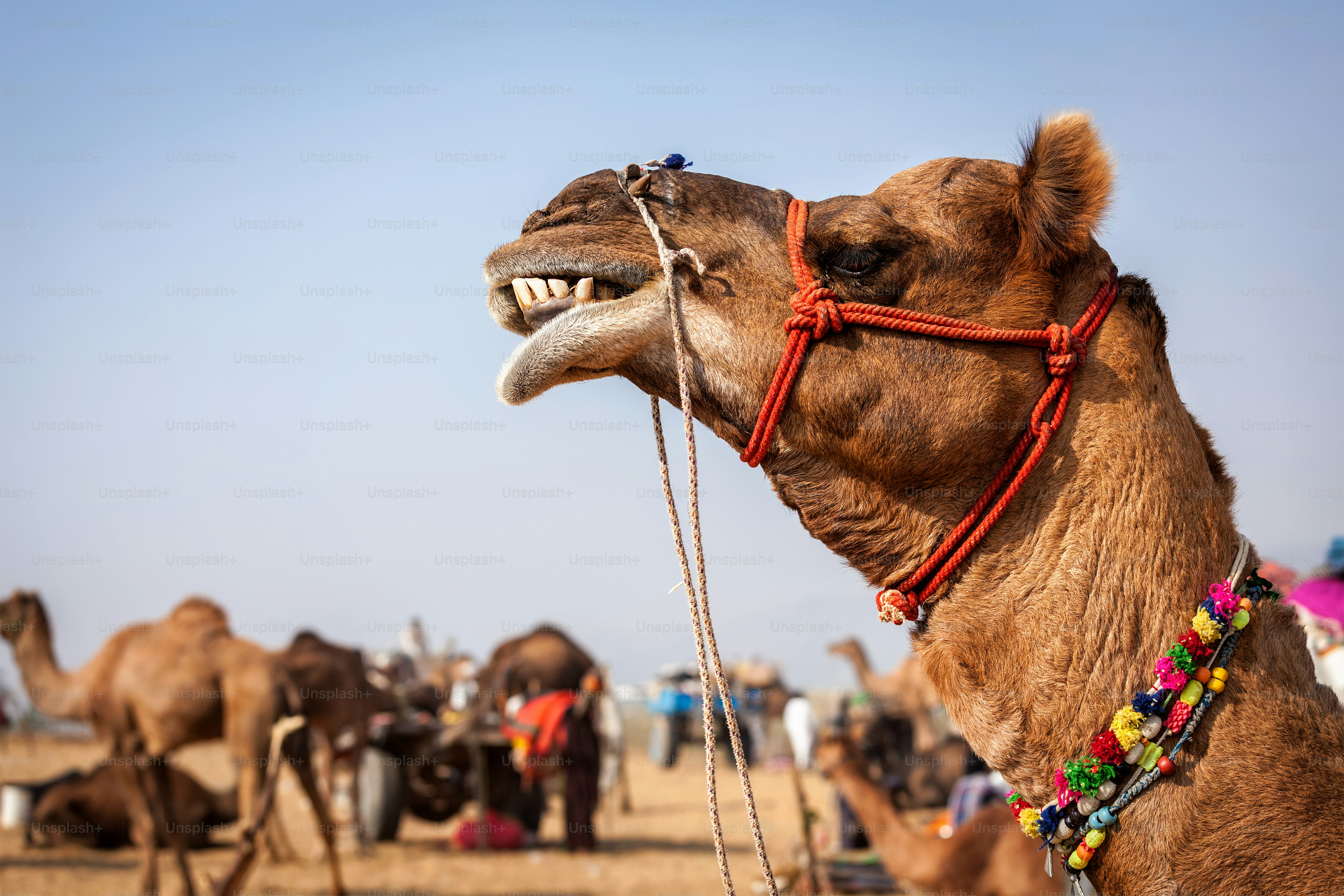 Camels at Pushkar Mela famous annual camel and livestock fair in town