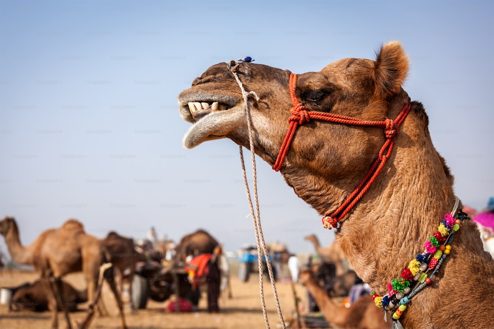 Camels at Pushkar Mela - famous annual camel and livestock fair in town of Pushkar. Pushkar Mela is one of world's largest camel fairs and an important tourist attraction. Puskhar, Rajasthan, India