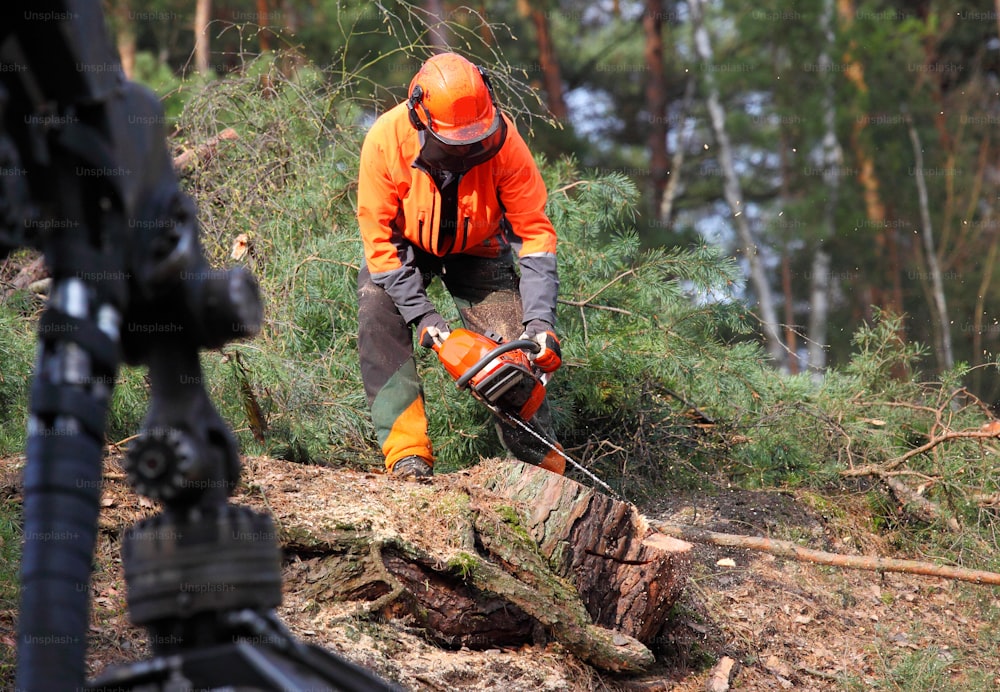 Il boscaiolo che lavora in una foresta. Raccolta del legname. Legna da ardere come fonte di energia rinnovabile. Tema dell'industria del legname. Persone al lavoro.