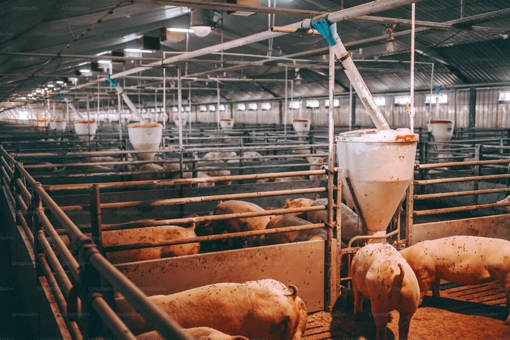 Imagen de un montón de cerdos adultos gordos comiendo en el establo de animales. Concepto de producción de carne.