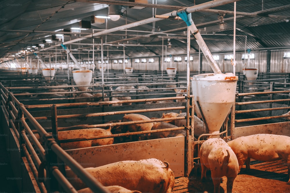 Picture of lots of fat adult pigs eating at animal barn. Meat production concept.