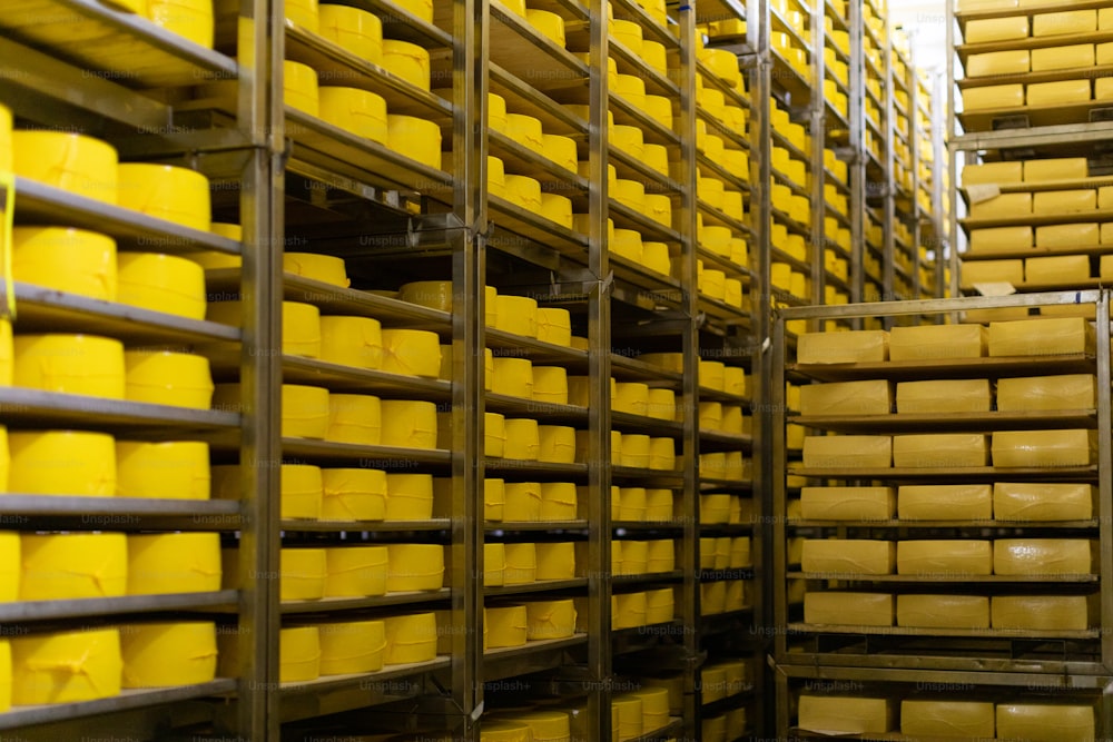 forms of cheese ripping. Industrial production of hard cheeseseses . shelves with cheese at a cheese dairy. Shelves of aging Cheese on wooden shelves at maturing cellar. Cheese background. Dairy plant. Cheese warehouse close-up