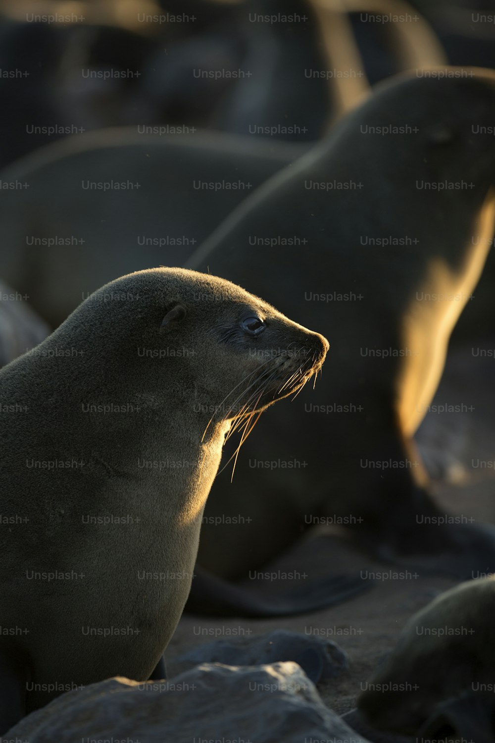 Uma foca na colônia de focas de Cape Cross, Namíbia.