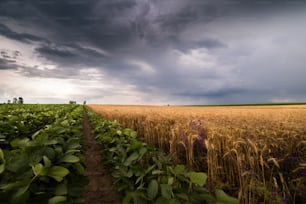 Campo de soja e trigo amadurecendo no dia tempestuoso da primavera