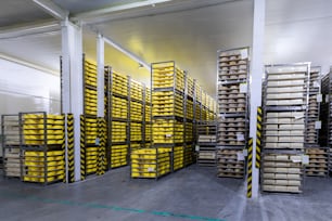 Cow milk cheese, stored in a wooden shelves and left to mature. wheels of cheese on the racks of a maturing storehouse. Rows of cheese loafs, maturing in a cellar