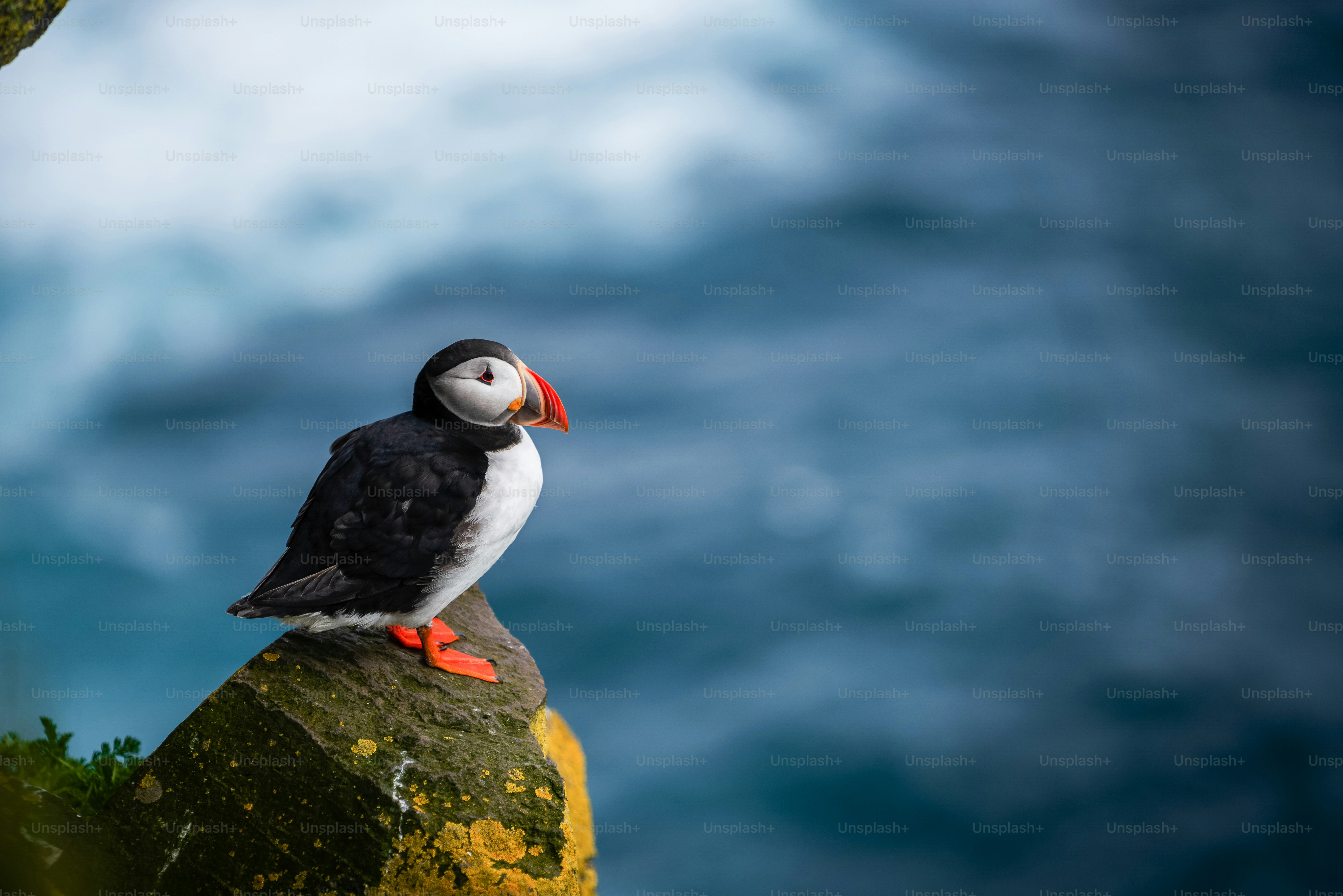 Atlantic puffin also know as common puffin is a species of seabird in the auk family. Iceland, Norway, Faroe Islands, Newfoundland and Labrador in Canada are known to be large colony of this puffin.