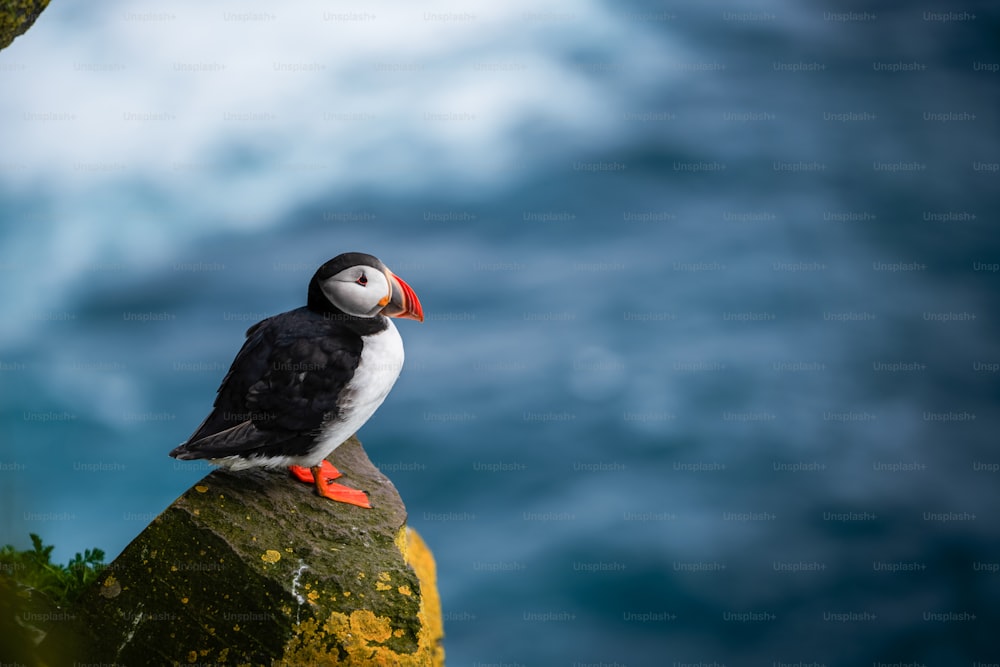 Le macareux moine, également connu sous le nom de macareux moine, est une espèce d’oiseau marin de la famille des pingouins. L’Islande, la Norvège, les îles Féroé, Terre-Neuve-et-Labrador au Canada sont connues pour être une grande colonie de ce macareux.