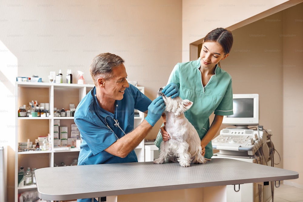 Lächle dem Arzt zu. Ein freundlicher und positiver Tierarzt mittleren Alters, der die Zähne eines kleinen Hundes überprüft, während seine junge Assistentin einen Patienten in der Tierklinik hält. Tierpflegekonzept. Medizinkonzept. Tierklinik