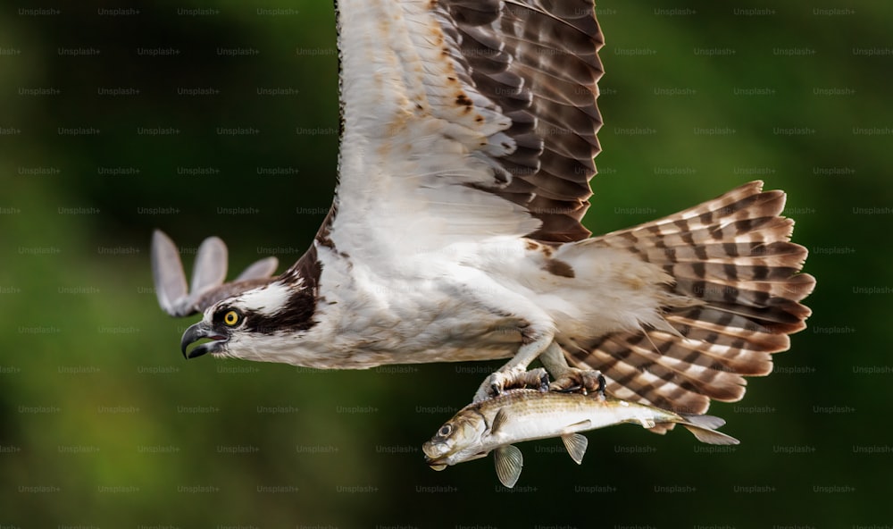 An osprey in Southern Florida
