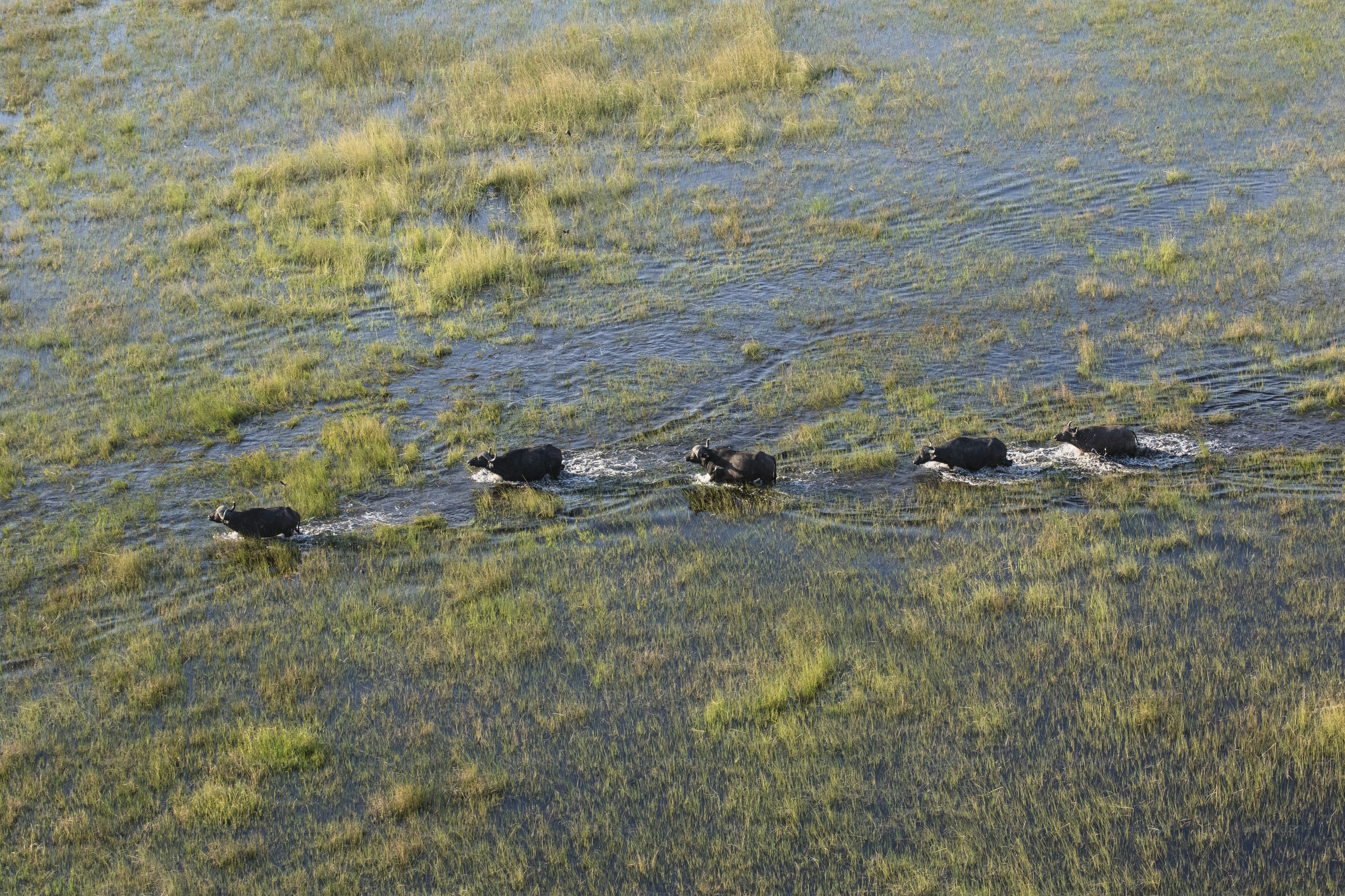 Manada de búfalos en el delta del Okavango