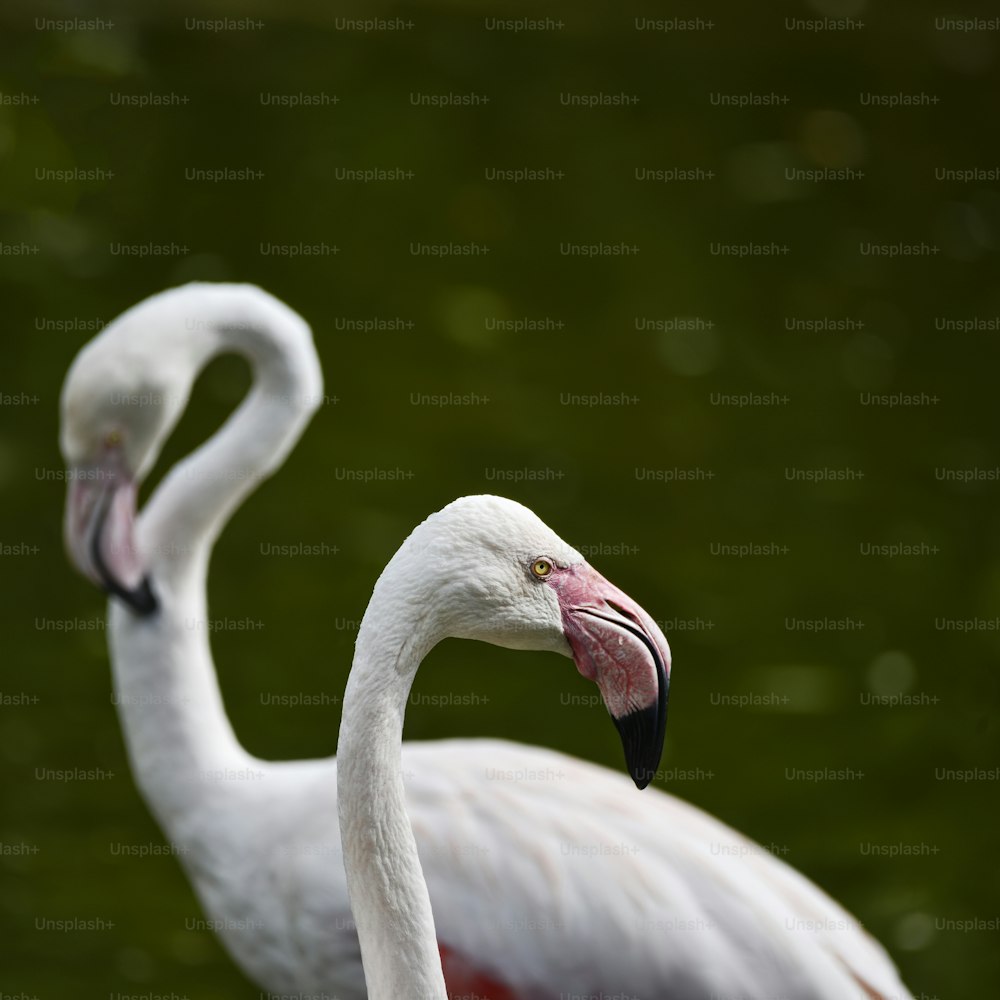 Schönes Porträt von Großer Flamingo Phoenicopterus Roseus Vogel pflegt sich selbst