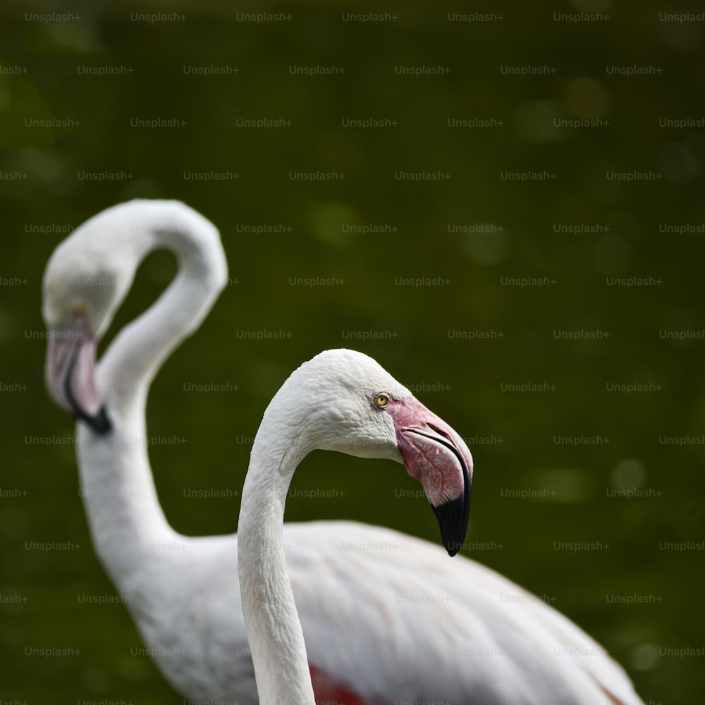 Beautiful portrait of Greater Flamingo Phoenicopterus Roseus bird grooming itself