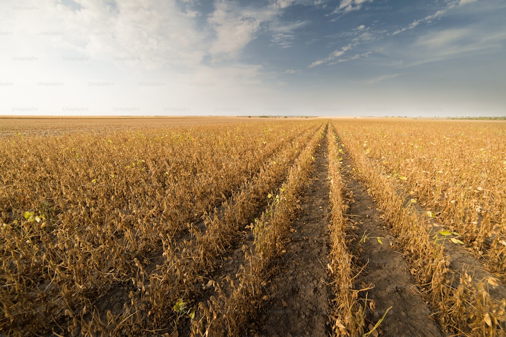 Agricultural soy plantation on sunny day - Green growing soybeans plant against sunlight