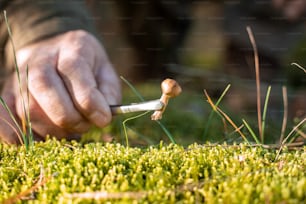 Close up view of the senior man picking mushrooms on the soil surface with the tweezers. Collecting mushroom concept