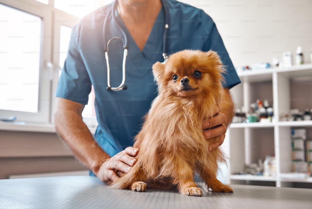 Cute patient. Male vet in work uniform holding little beautiful dog which is sitting on the table and looking at camera at veterinary clinic. Medicine concept. Pet care concept. Animal hospital