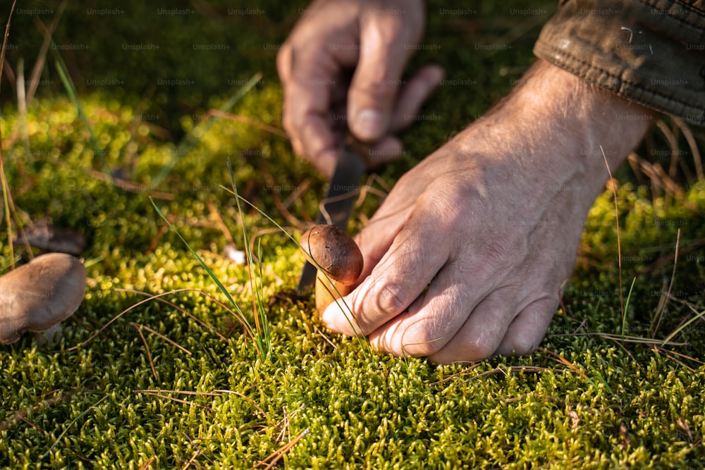 Vue rapprochée de l’homme mûr ramassant des champignons et les coupant avec le couteau lors de sa promenade dans la forêt. Cueillette de champignons d’automne au concept nature