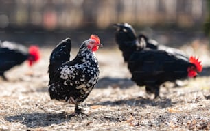 A flock of hens, chickens and rooster roam freely in a yards