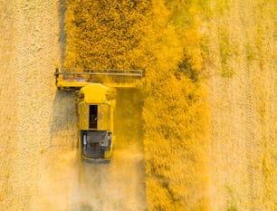 Vue aérienne d’une moissonneuse-batteuse sur un champ de colza. Thème de l’agriculture et de la production de biocarburants.