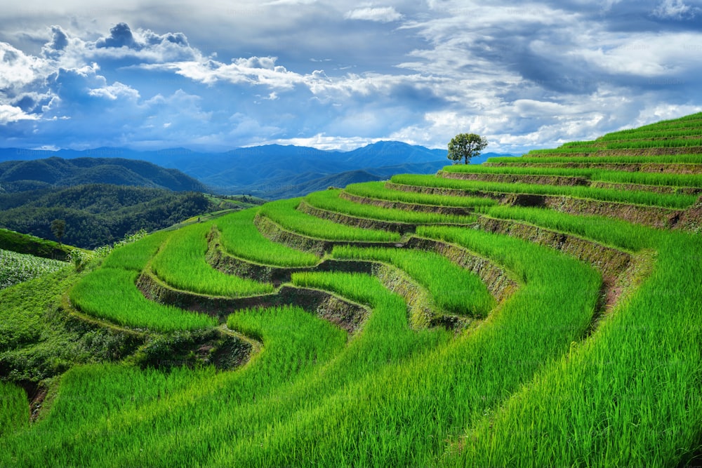 Rice terrace at Ban pa bong piang in Chiang mai, Thailand.