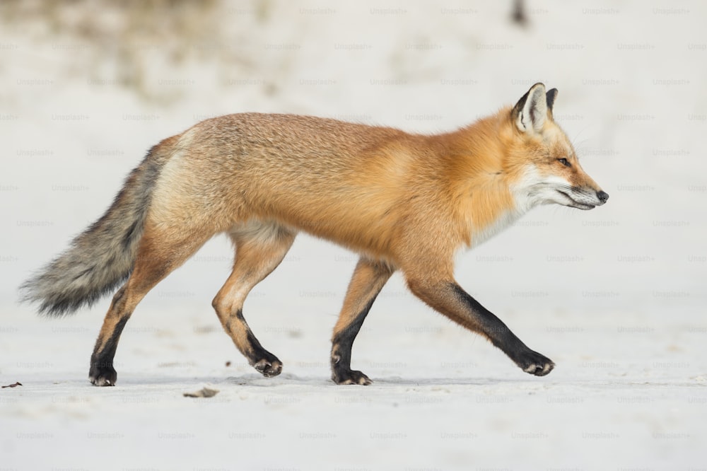 A red fox in New Jersey