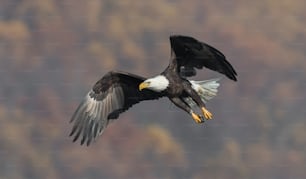 A bald eagle in Maryland