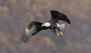 Un águila calva en Maryland