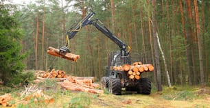Der Harvester Holzfäller bei der Arbeit im Wald. Holzernte. Produktion von Brennholz als erneuerbare Energiequelle.