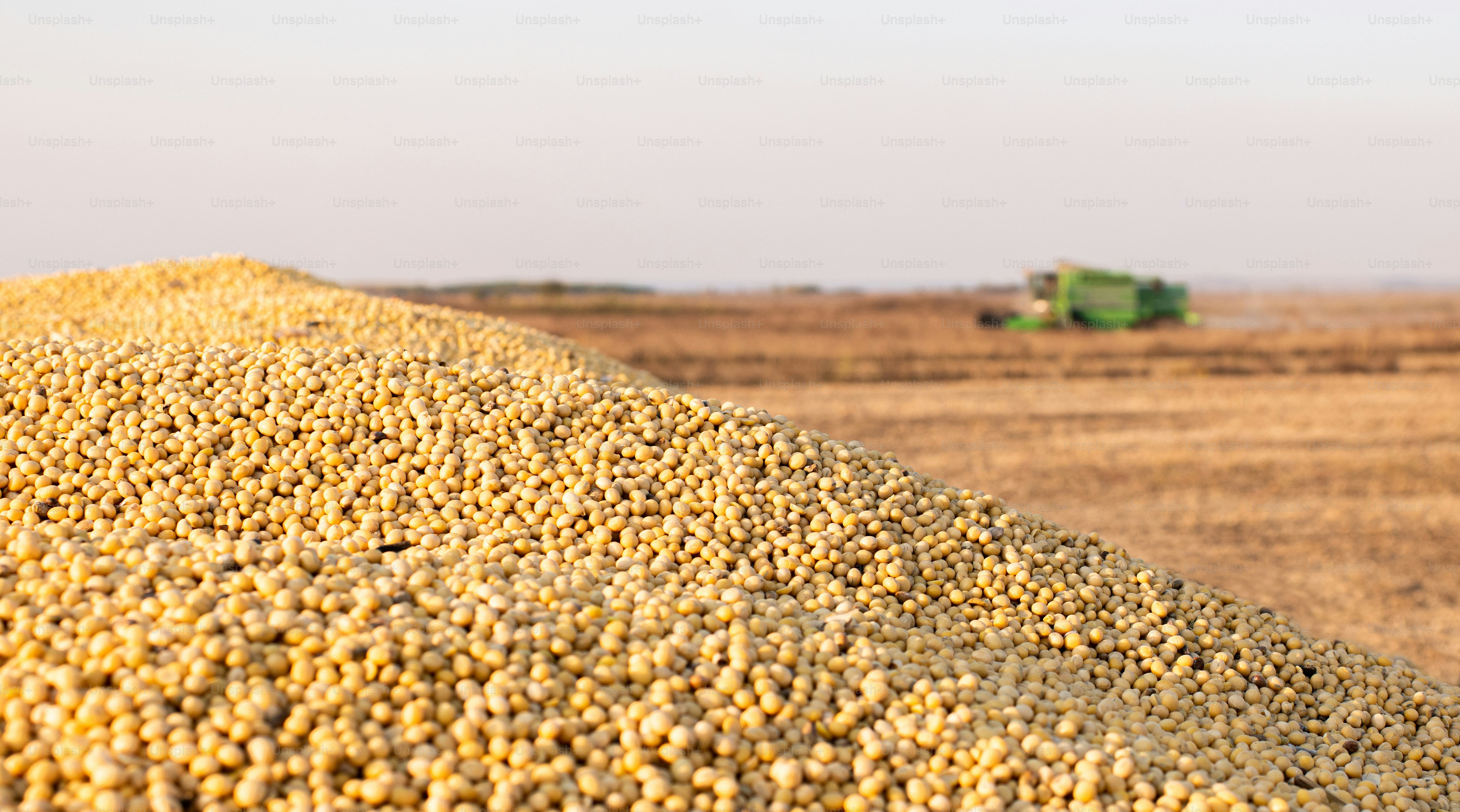 Harvesting and transportation of soybean in field.