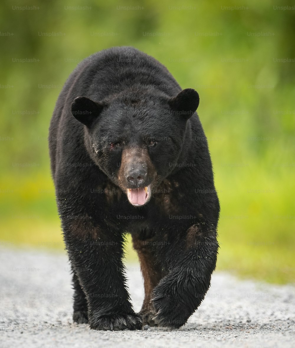 Ein Schwarzbärenporträt im Wald.