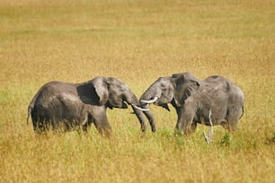 Kampf zwischen zwei männlichen Elefanten in einem Park in Kenia
