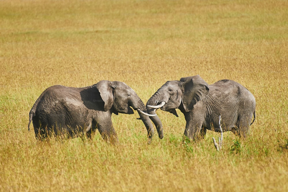 Fight between two male elephants in a park of Kenya