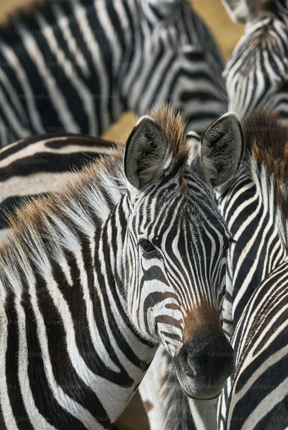 portrait of a zebra surrounded by his herd